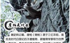 林彩娟:崖柏精油的功效与作用